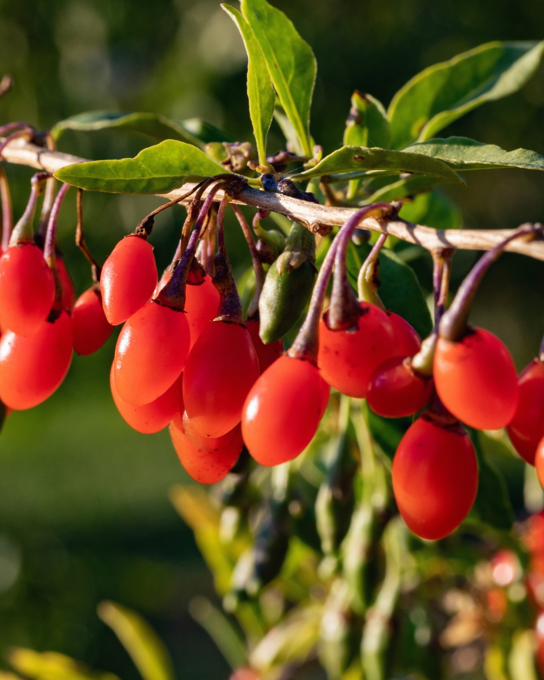 Goji Berry ile Salkl ve Dengeli Vcuda Adm Atn